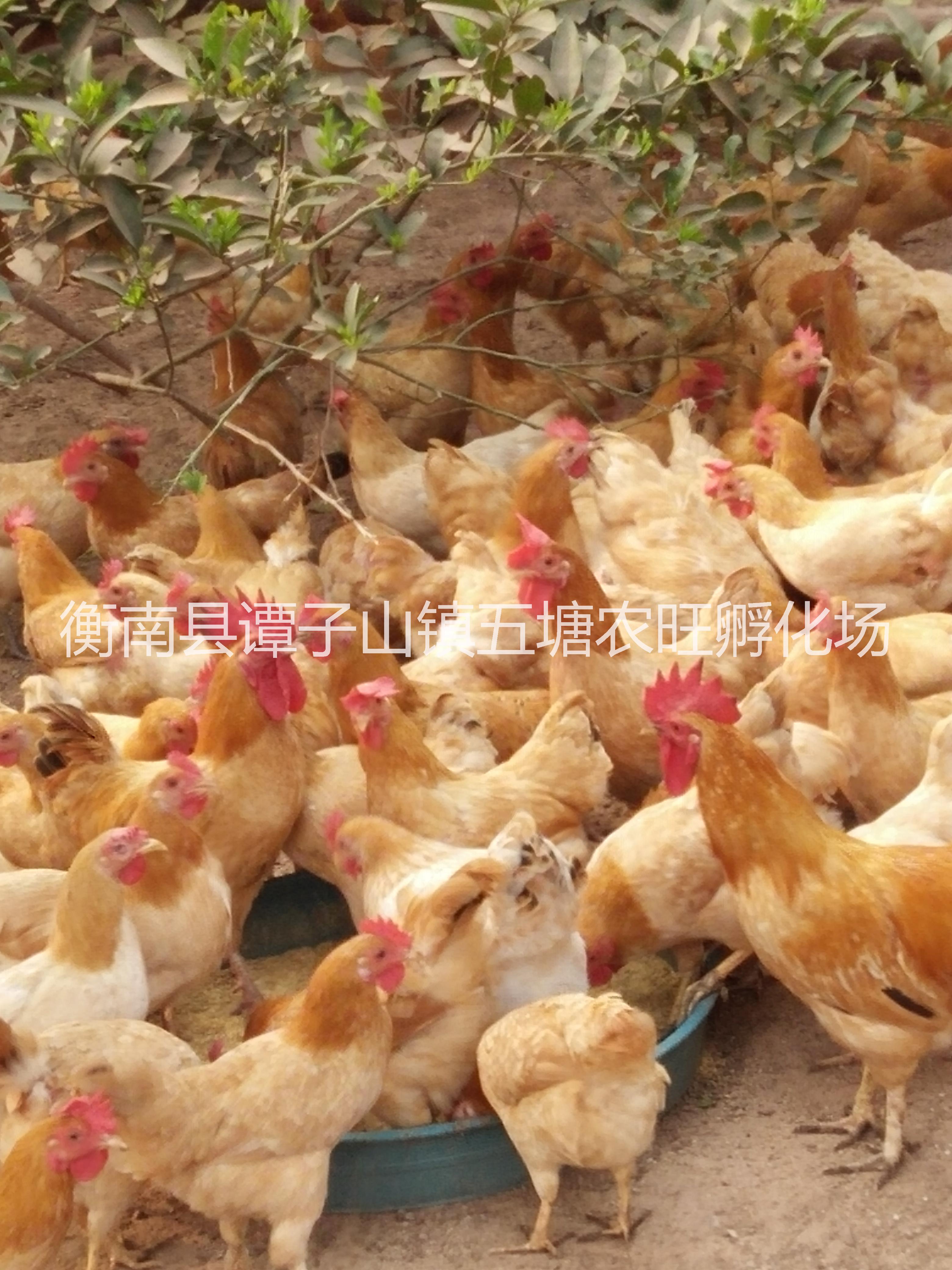 供應(yīng)土雞公苗廠家電話，土雞公苗廠家哪家比較好，土雞公苗廠家批發(fā)價