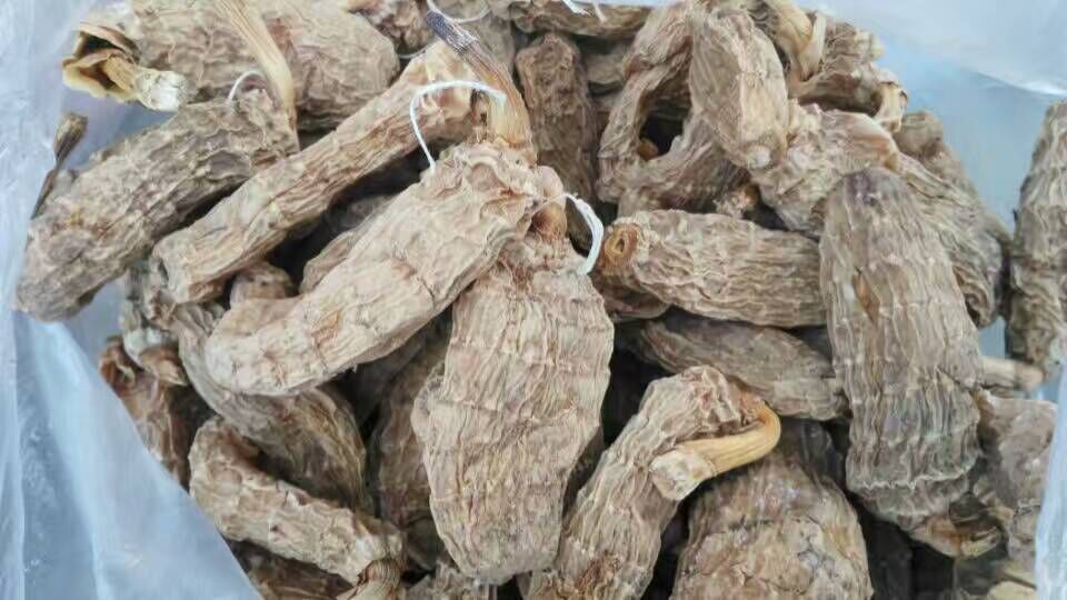 供應長白山天麻