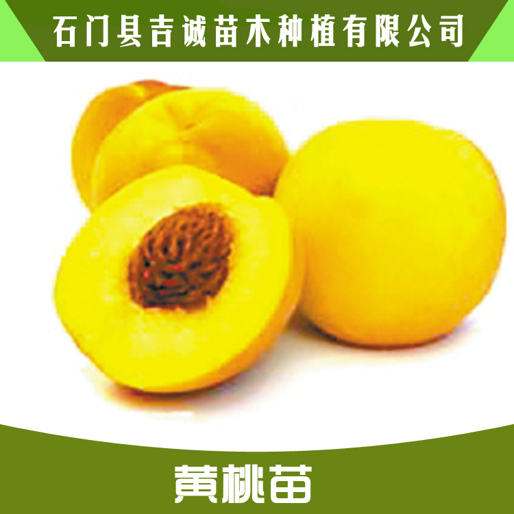 錦繡黃桃苗 優(yōu)質(zhì)水果苗黃桃苗 黃桃樹苗種植 優(yōu)良品種黃桃苗