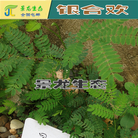 云南昆明產(chǎn)地批發(fā)，灌木種子 銀合歡種子
