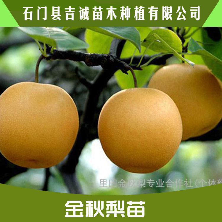 湖南金秋梨苗批發(fā) 優(yōu)質高產金秋梨苗木 金秋梨苗批發(fā) 金秋梨果苗