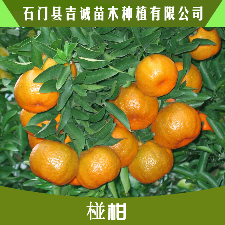 椪柑苗批發(fā) 湖南柑橘苗批發(fā) 果肉脆嫩籽少皮薄椪柑苗價格