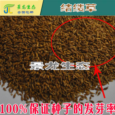 草坪專業(yè) 進(jìn)口草種 日本結(jié)縷草 中華結(jié)縷草 馬尼拉草種