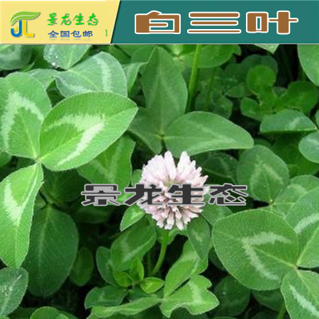 貴州貴陽常用耐寒草種，三葉草種子，綠化專業(yè)草種