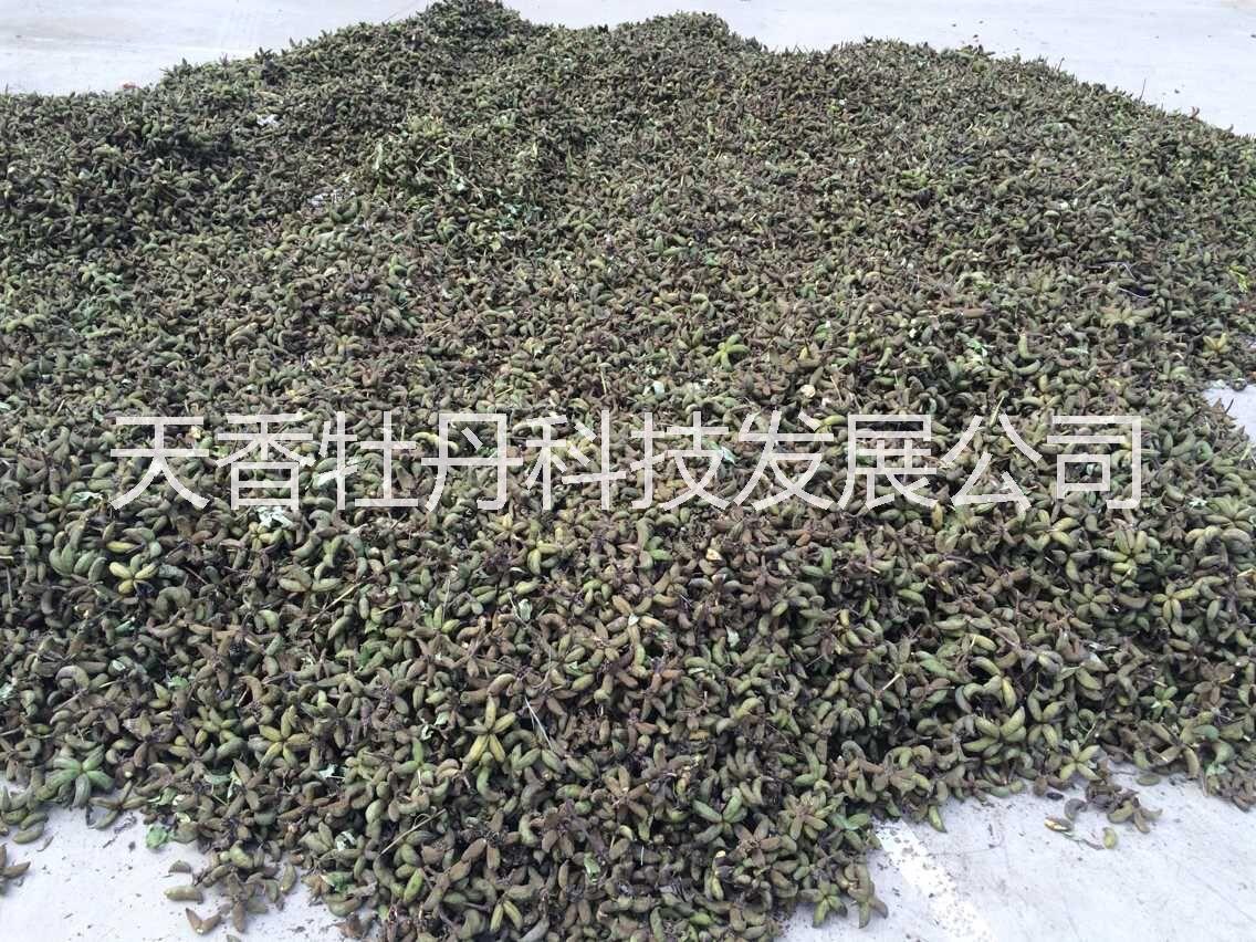 油用牡丹苗_油用牡丹苗出售_油用牡丹籽油_油用牡丹生產(chǎn)基地 牡丹種子
