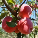 煙臺(tái)紅富士紙袋蘋(píng)果價(jià)格多少  山東紅富士蘋(píng)果哪里便宜好吃  價(jià)格便宜蘋(píng)果