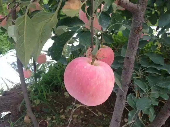 煙臺(tái)【紅富士蘋(píng)果蘋(píng)果價(jià)格】蘋(píng)果    山東紅富士蘋(píng)果產(chǎn)地  日照紅富士蘋(píng)果價(jià)格行情