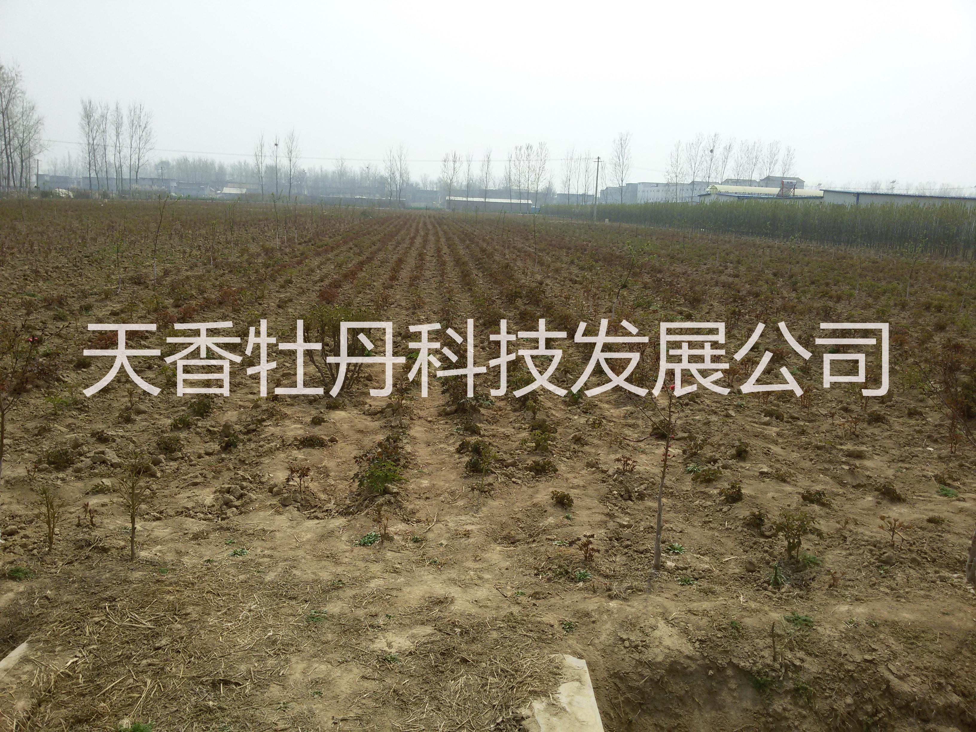 白芍-白芍苗子-白芍種子-山東白芍*品種-*的育苗基地免費提供種植管理技術