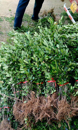 山東基地批發(fā)冬青苗  優(yōu)質(zhì)冬青樹苗量大優(yōu)惠  山東冬青苗批發(fā)