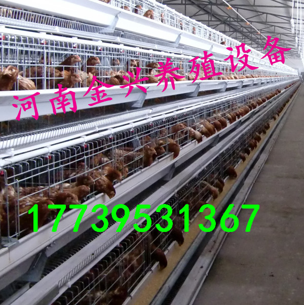 肉雞籠育雛籠撿蛋上料清糞風(fēng)機(jī)水簾 金興層疊式雞籠蛋雞籠肉雞籠育雛籠