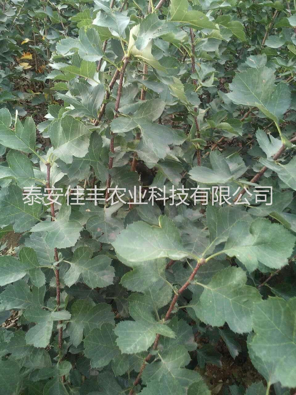山楂樹苗、山楂苗價(jià)格 山楂苗基地 山楂樹苗批發(fā) 山東山楂苗、大金星 紅果
