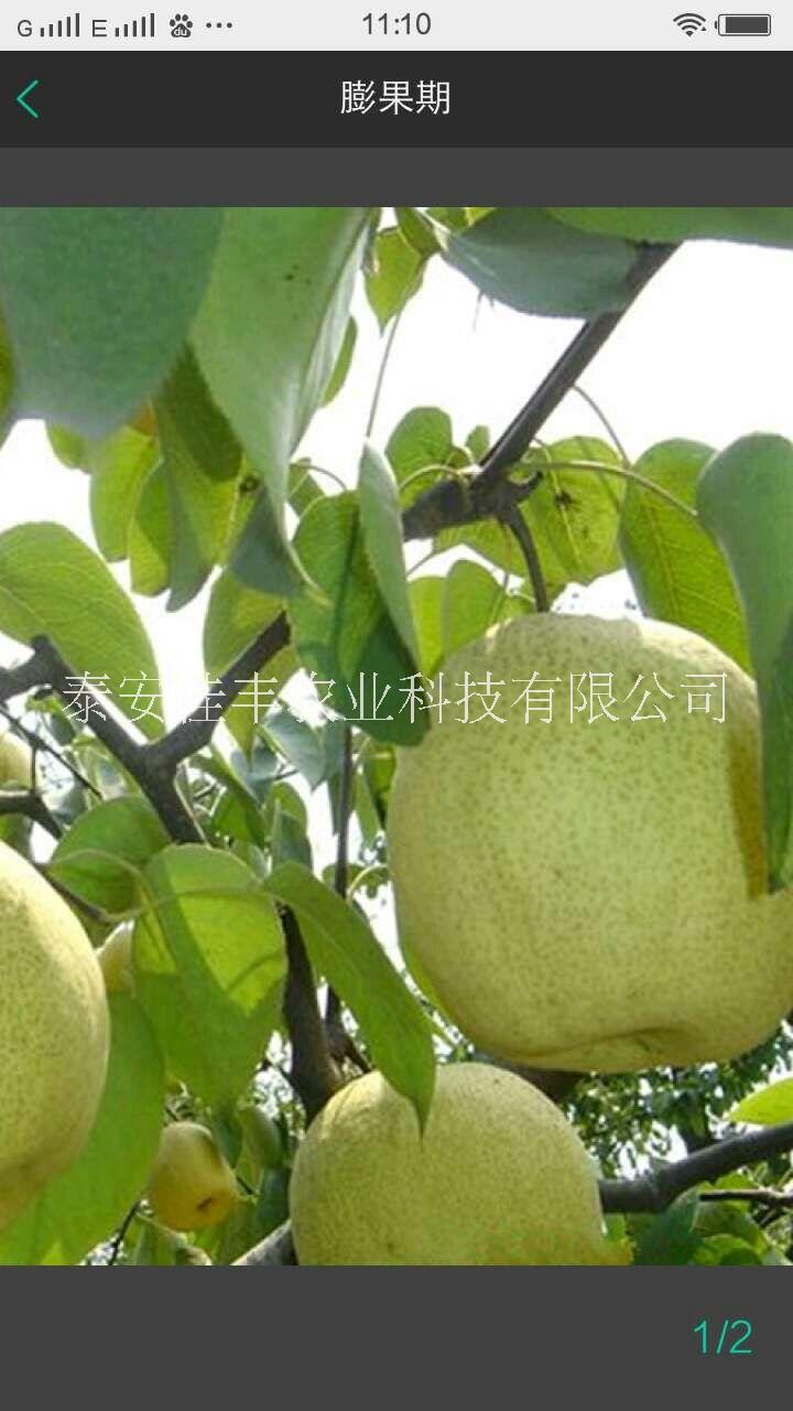 梨樹苗木 紅香酥 黃金梨 早生喜水愛宕梨
