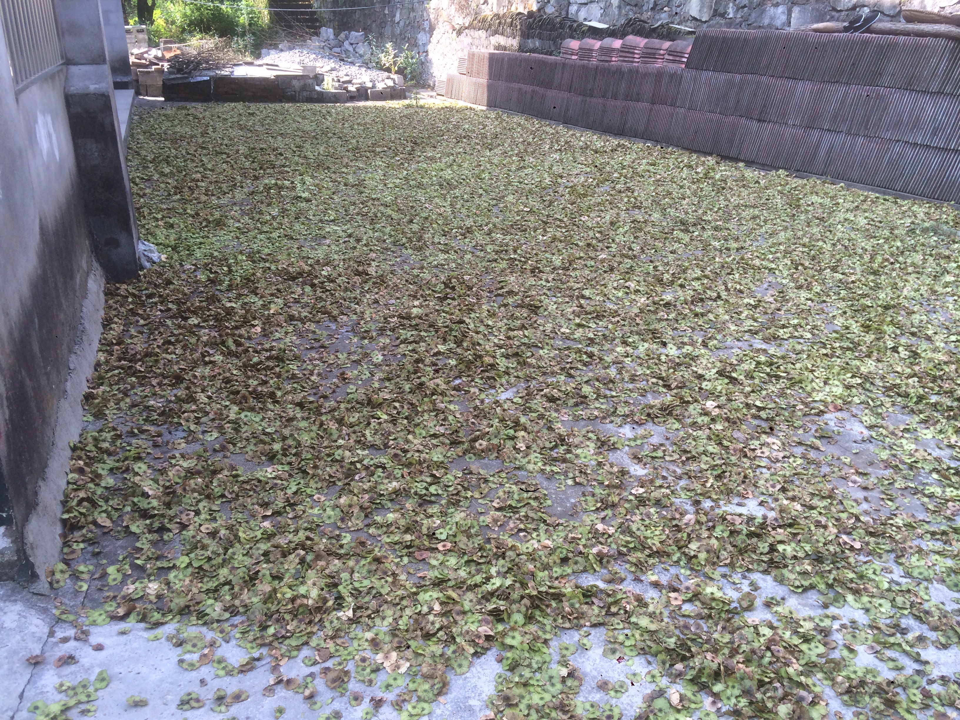 青錢柳種子 青錢柳種子價格 青錢柳種子供應(yīng)商 湖北青錢柳種子