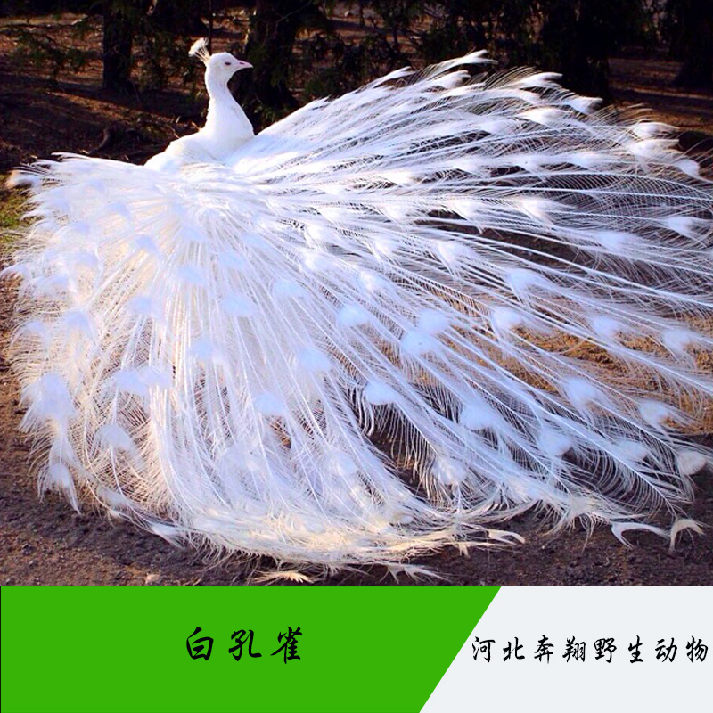河北* 觀賞* **活體養(yǎng)殖 潔白無瑕羽毛無雜色*