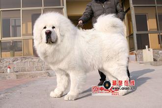 供應(yīng)藏獒雪獒 藏獒里的*雪獒