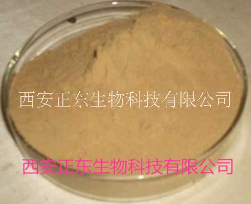 常春藤提取物 總皂甙  常春藤提取物 總皂甙 10%