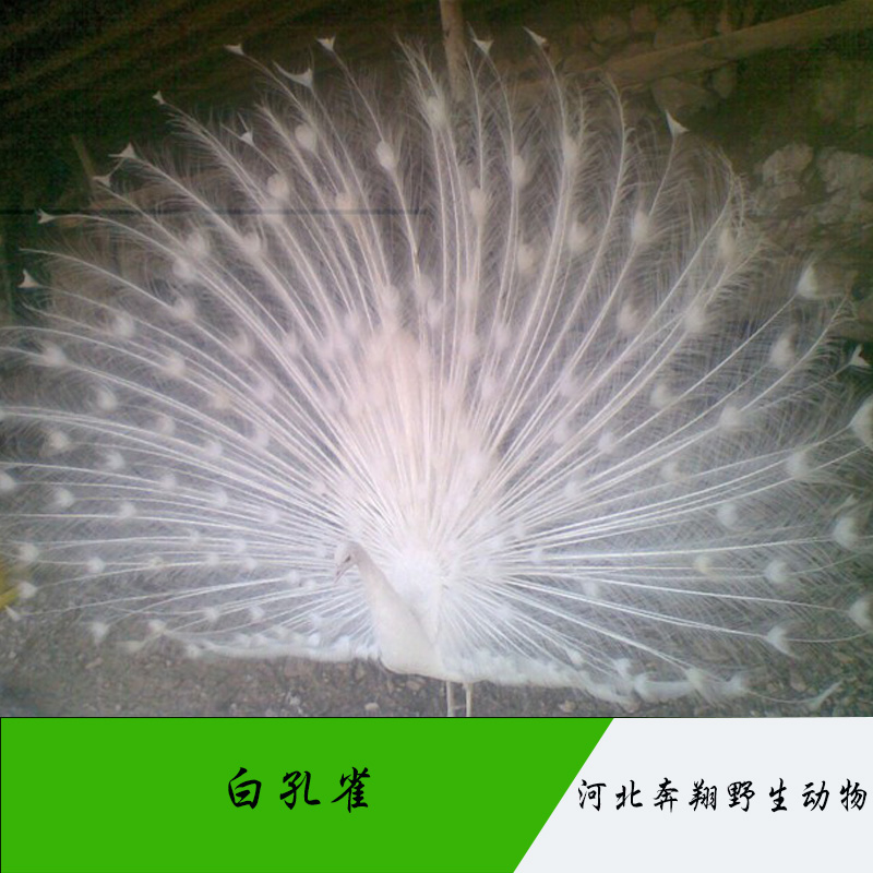 河北* 觀賞* **活體養(yǎng)殖 潔白無瑕羽毛無雜色*