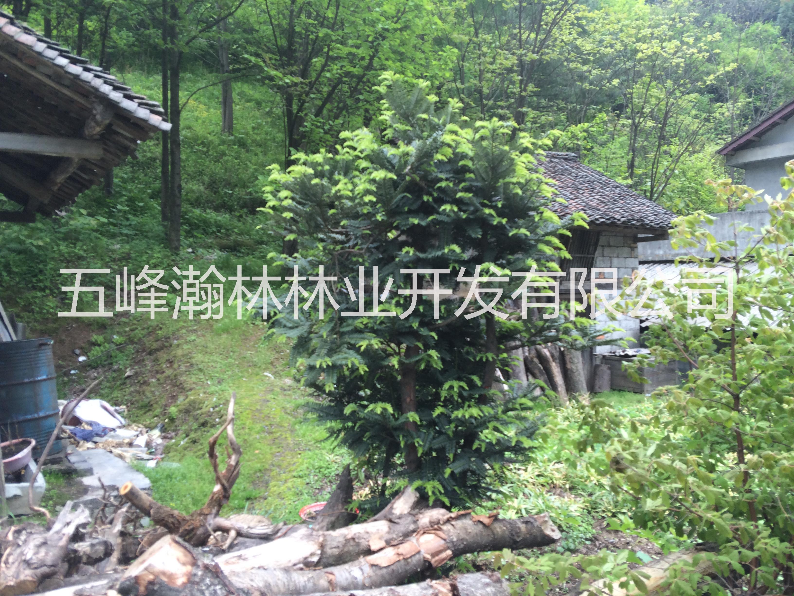 供應(yīng)粗榧苗/鄂西粗榧苗/粗榧杉苗