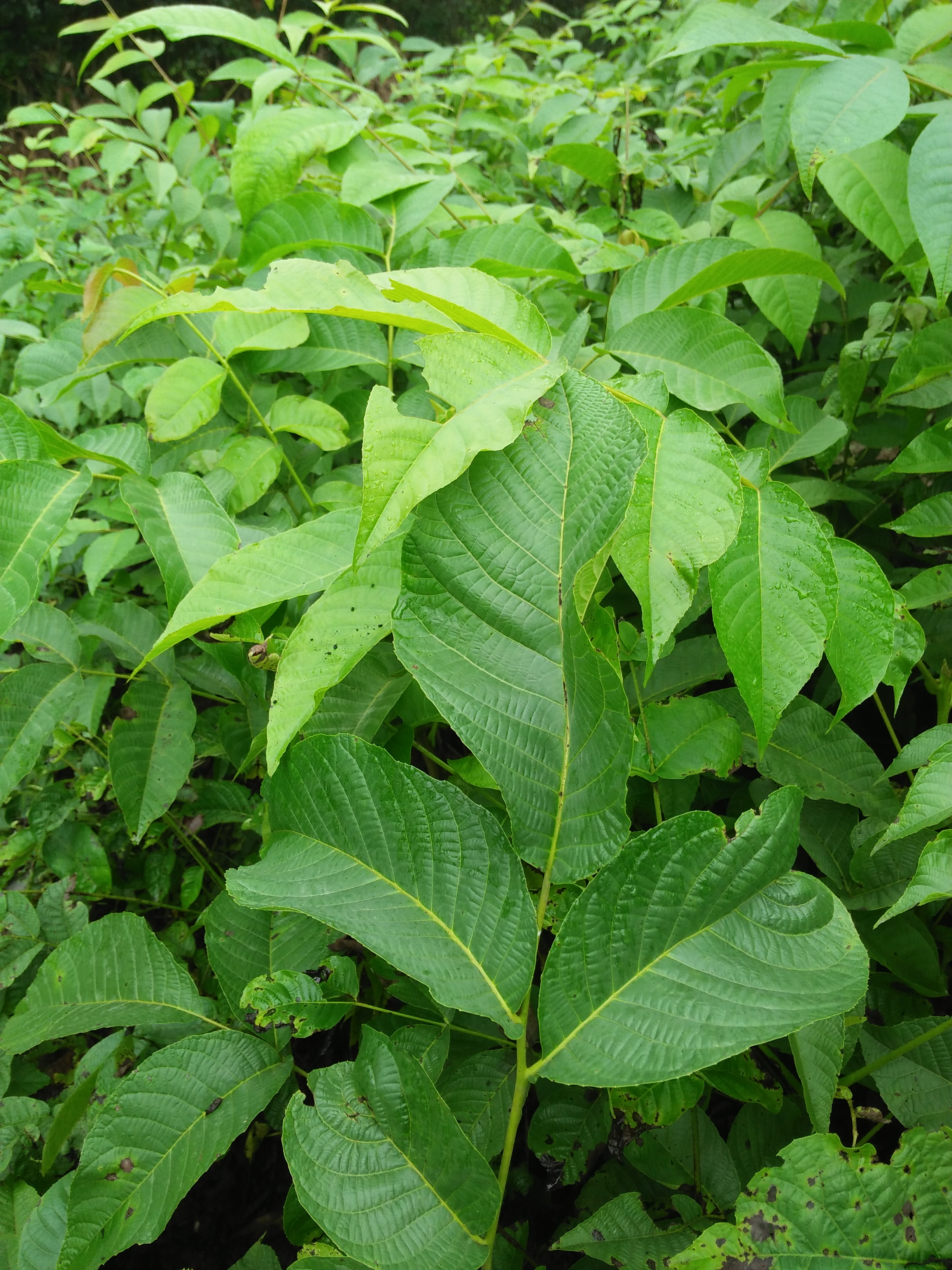 核桃實(shí)生苗|成都核桃苗|1-2公分優(yōu)質(zhì)實(shí)生核桃苗|實(shí)生核桃苗批發(fā)|實(shí)生核桃苗基地|簡(jiǎn)陽(yáng)核桃苗