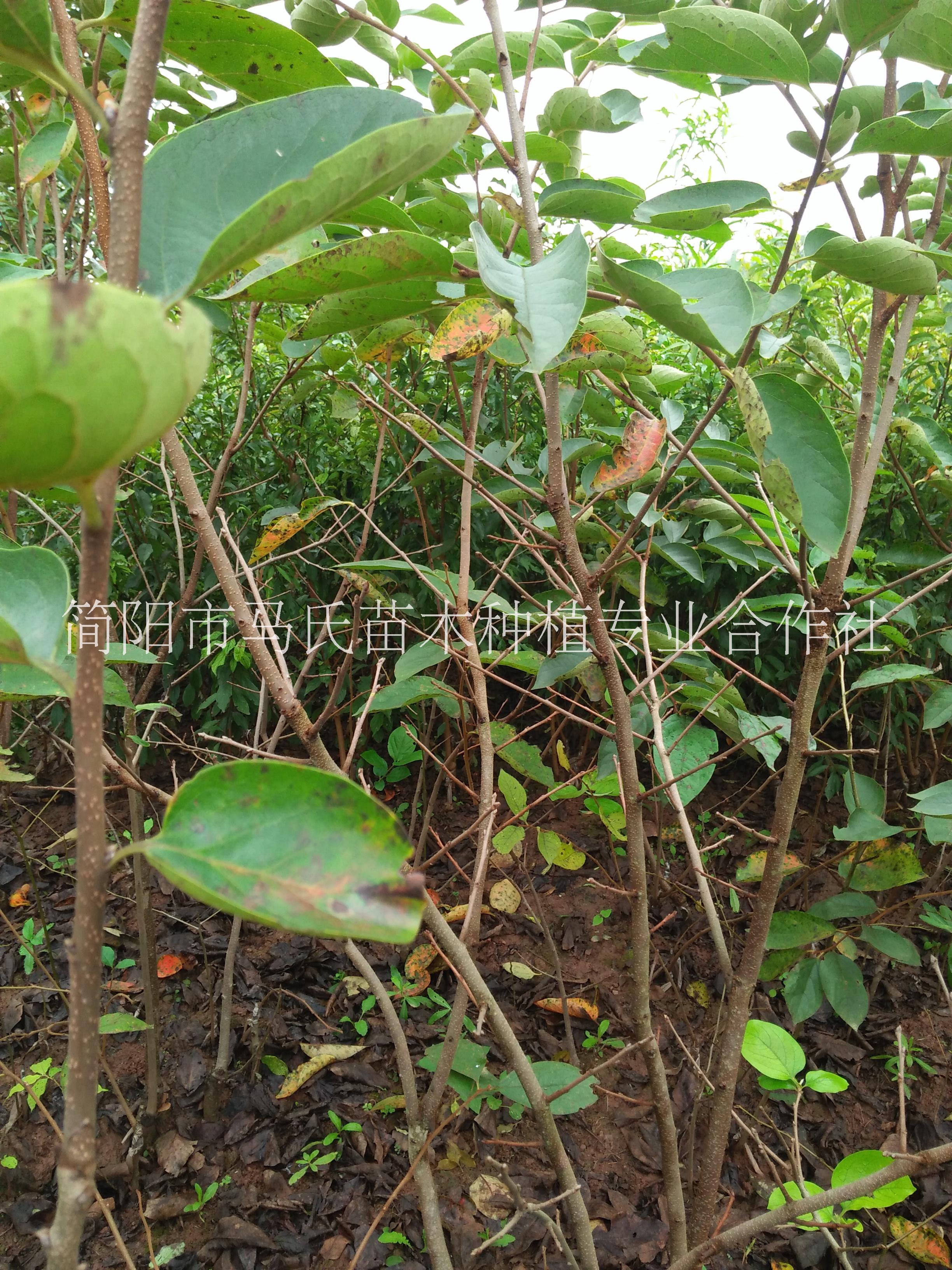 柿子苗/柿子苗價格/日本甜柿/甜柿苗批發(fā)/四川甜柿苗