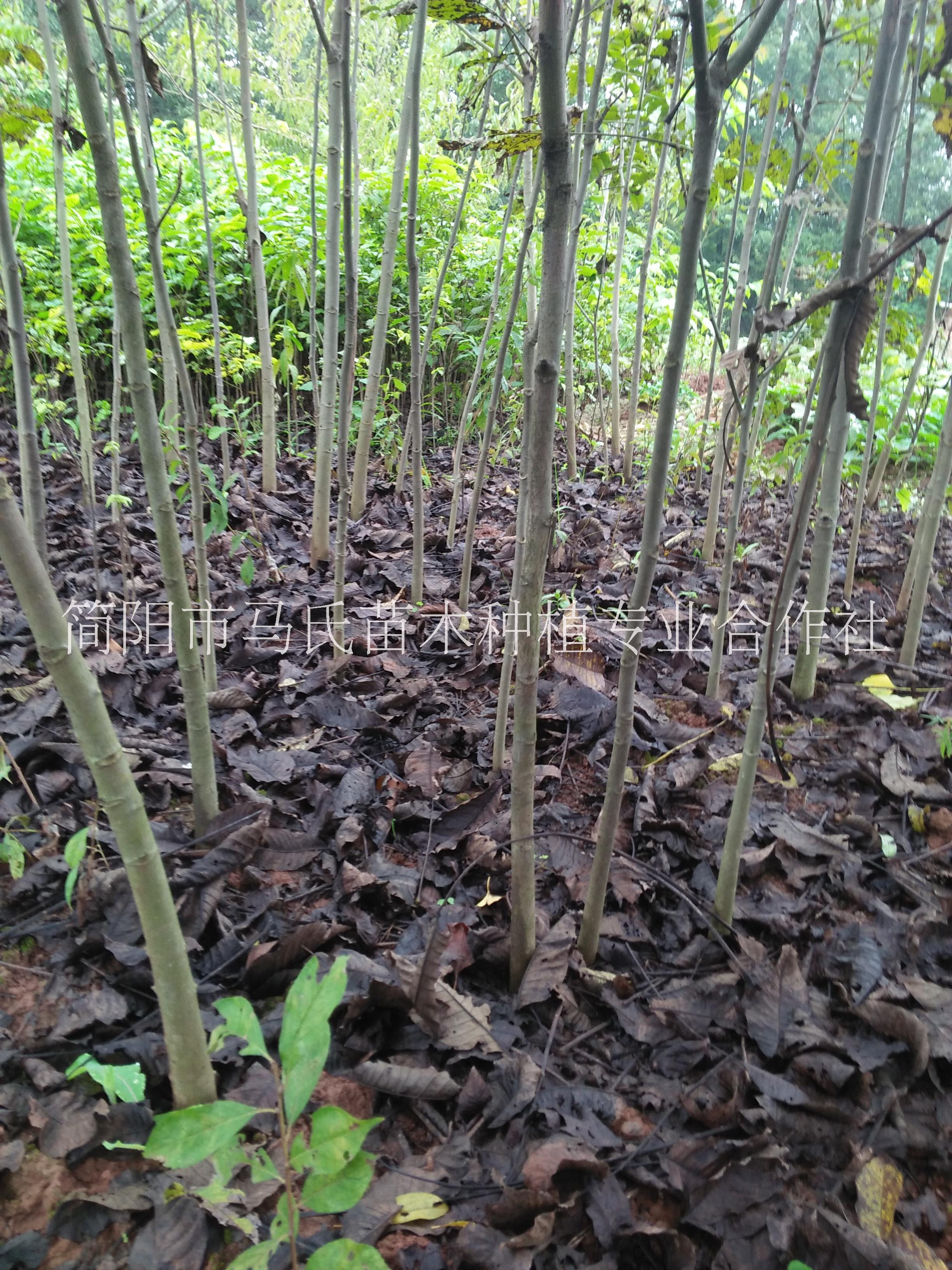 核桃實(shí)生苗|成都核桃苗|1-2公分優(yōu)質(zhì)實(shí)生核桃苗|實(shí)生核桃苗批發(fā)|實(shí)生核桃苗基地|簡(jiǎn)陽(yáng)核桃苗