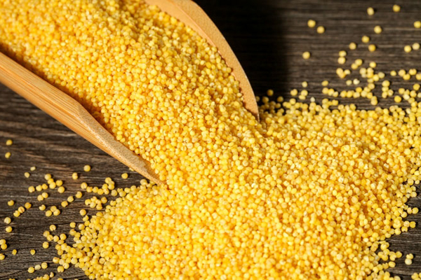 小馬快跑-陜北米脂小米批發(fā)價格