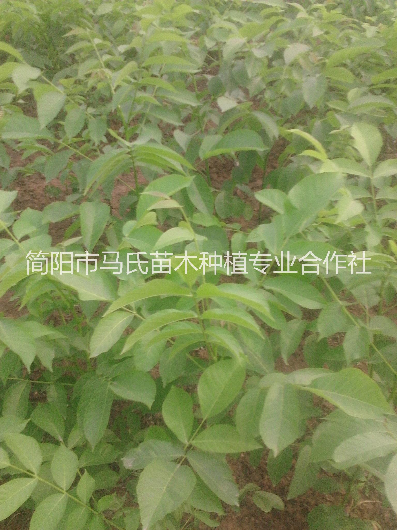 核桃苗/重慶核桃苗價格/四川核桃苗/核桃樹苗/薄皮核桃苗批發(fā)/簡陽核桃苗批發(fā)
