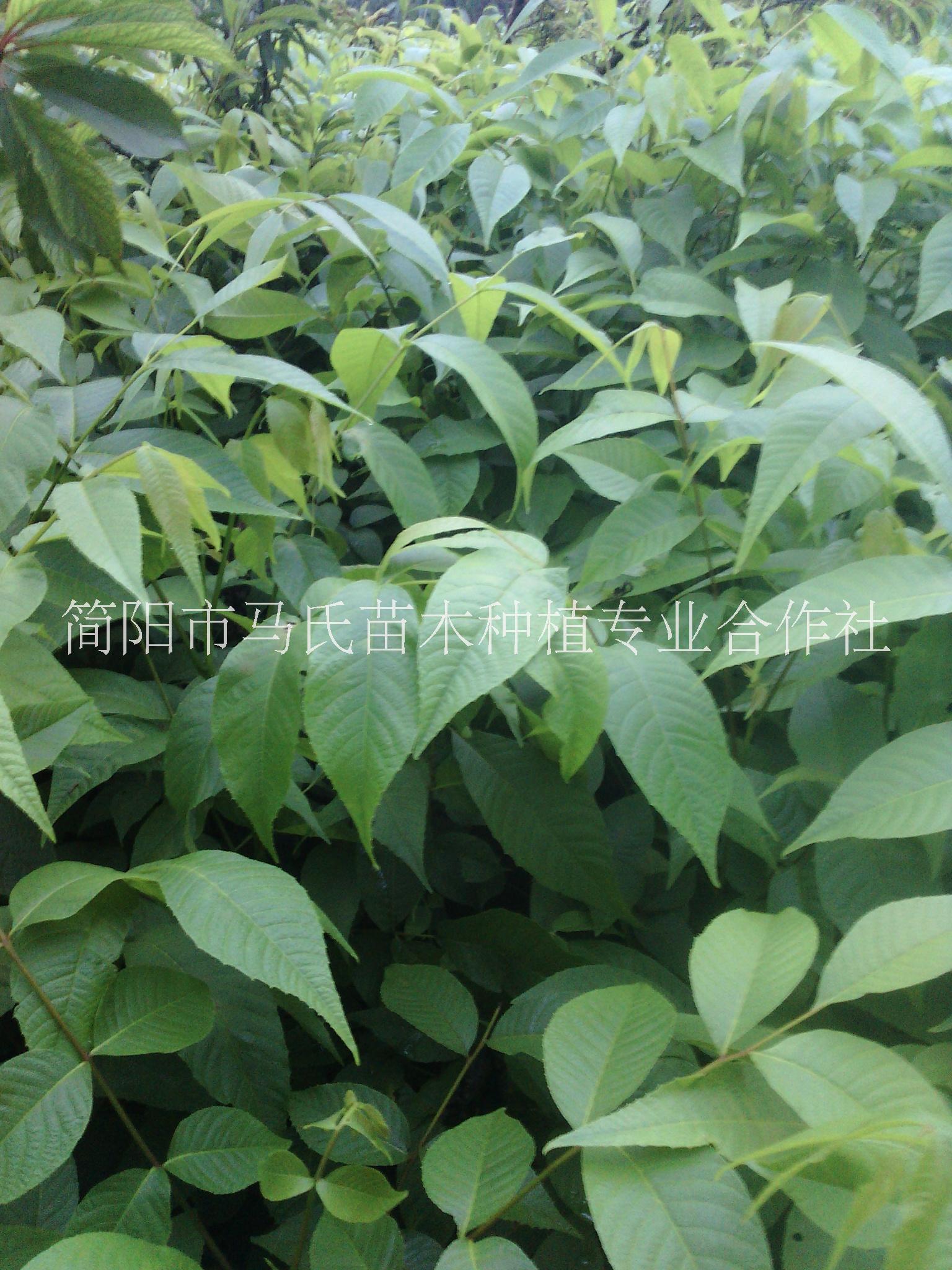 實生核桃苗批發(fā)|出售地徑0.6-1公分核桃|2年生直生核桃苗批發(fā)