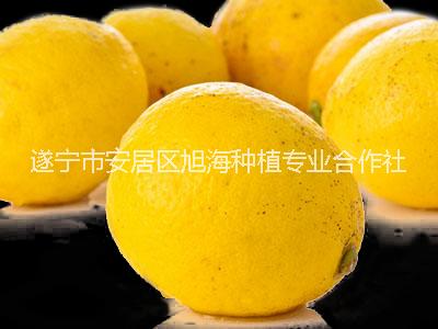 康檸源二級黃檸檬，品質(zhì)優(yōu)良，產(chǎn)地直銷，歡迎上門采購