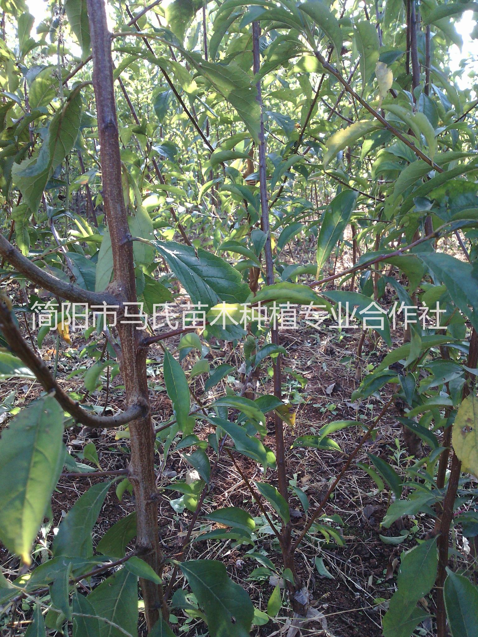 汶川脆紅李介紹/汶川脆紅李苗/汶川脆紅李樹苗/李子樹苗