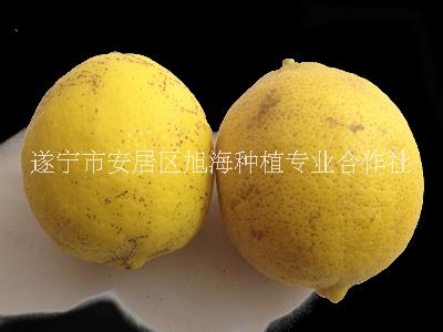 康檸源三級黃檸檬，丑果果農(nóng)直銷，*惠。