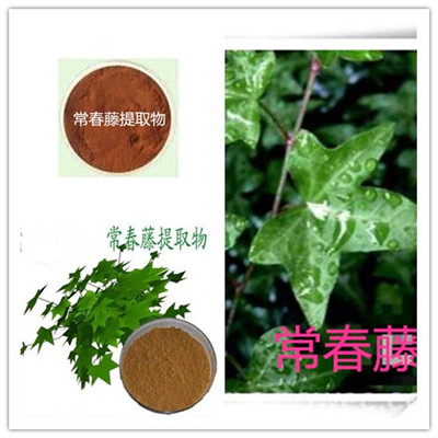 常春藤提取物 總皂甙  常春藤提取物 總皂甙 10%