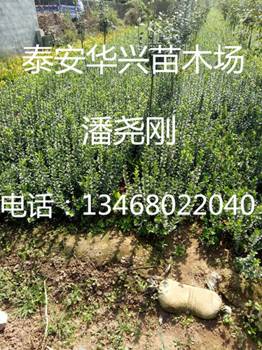 基地批發(fā)扶芳騰40----80