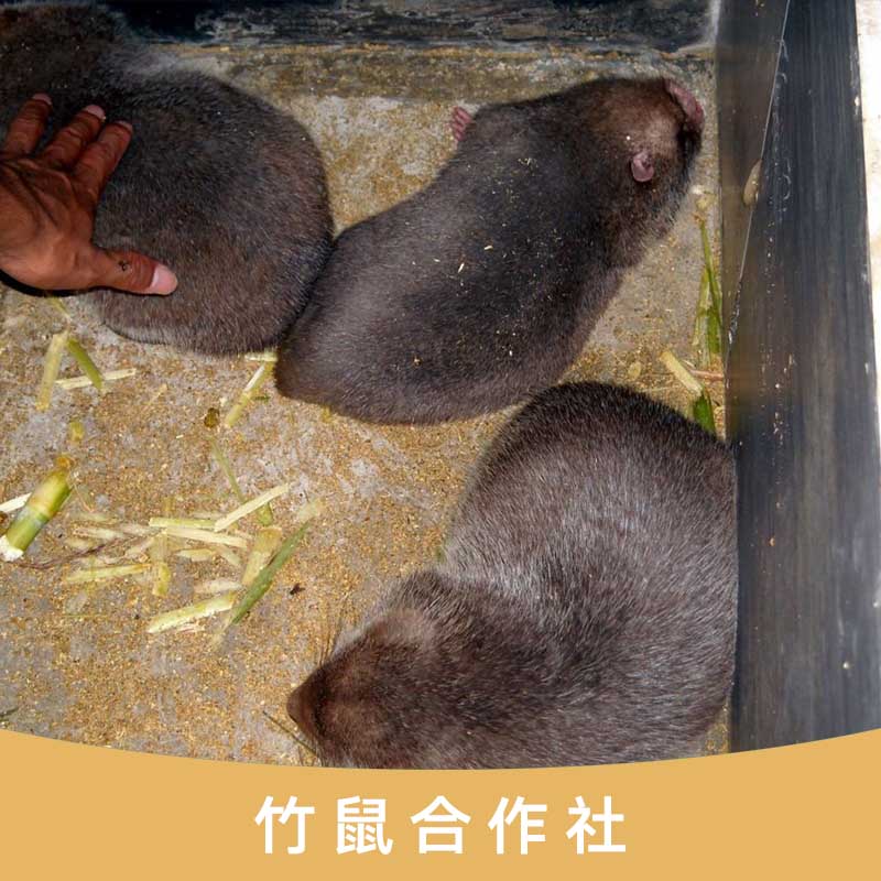 *合作社 廣西*合作社 專業(yè)*養(yǎng)殖基地 *供應商 *價格