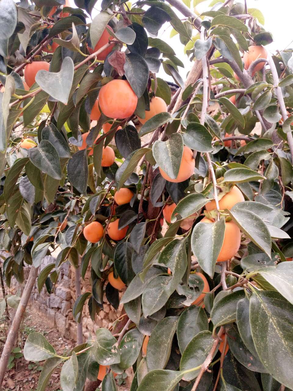 柿子樹(shù)苗 牛心柿 富有甜柿 泰山紅柿子 柿子樹(shù)苗批發(fā)