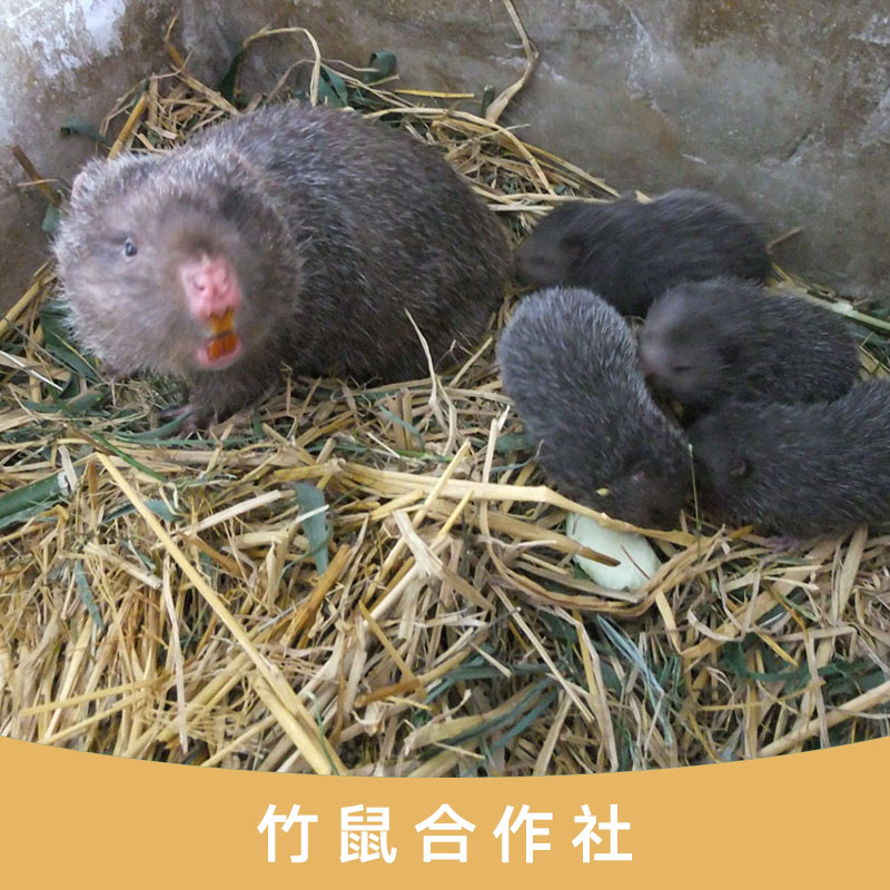 *合作社 廣西*合作社 專業(yè)*養(yǎng)殖基地 *供應商 *價格