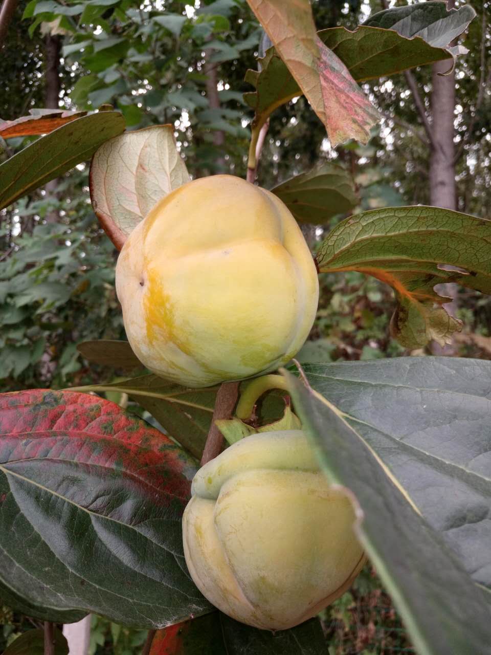 柿子樹(shù)苗 牛心柿 富有甜柿 泰山紅柿子 柿子樹(shù)苗批發(fā)
