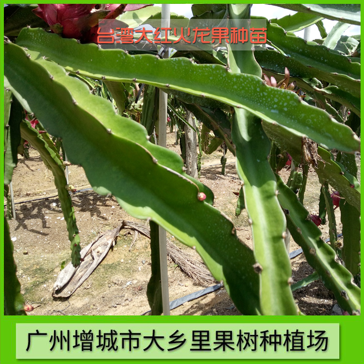 臺灣大紅火龍果種苗供應(yīng) 臺灣大紅火龍果苗價格 臺灣大紅火龍果種植園