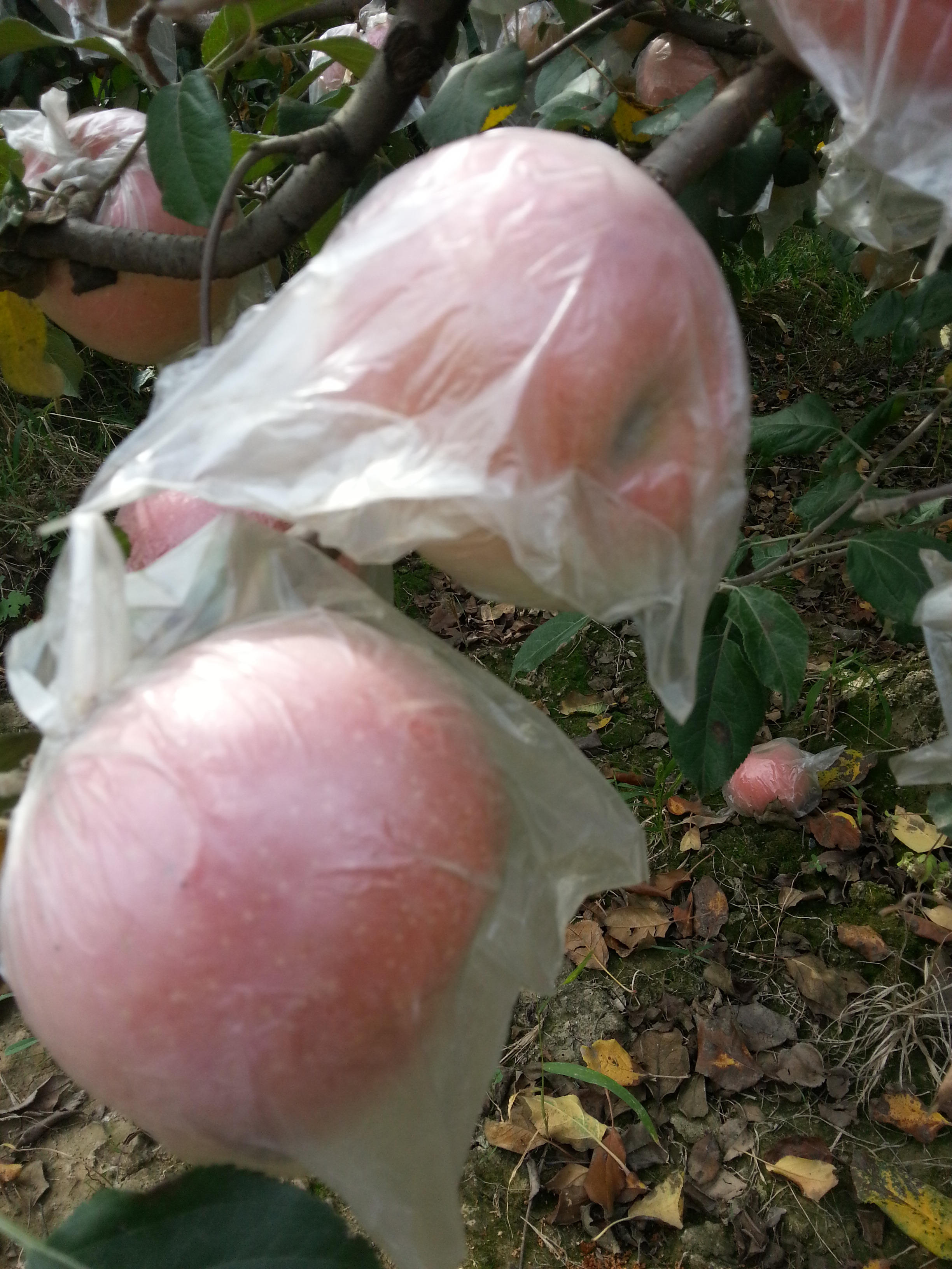 河南開(kāi)封紅富士批發(fā)商