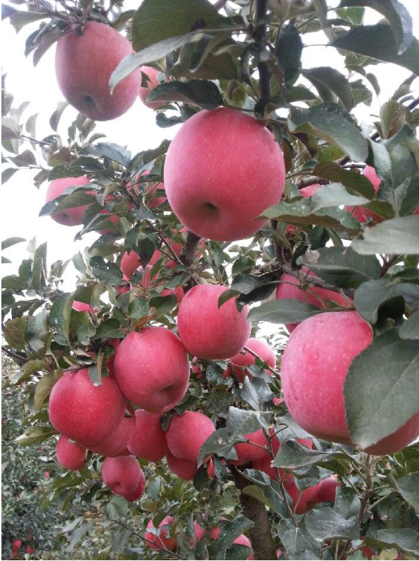 陜西大荔縣紅富士蘋果批發(fā)，陜西紅富士蘋果供應(yīng)商