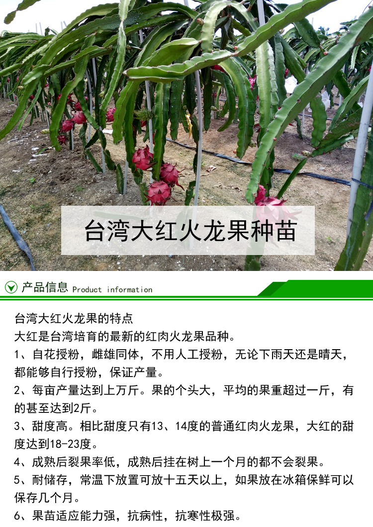 大紅火龍果苗價(jià)格 臺(tái)灣大紅火龍果種苗批發(fā)價(jià) 廣州大紅火龍果種植園