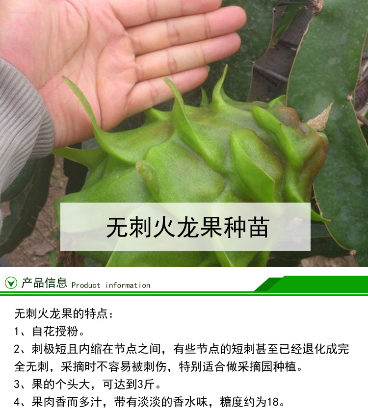 廣州火龍果種苗批發(fā)價(jià)，廣州無(wú)刺火龍果苗大量采購(gòu) 增城火龍果種植場(chǎng)