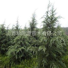 河北雪松苗批發(fā)價格 雪松苗多少錢 雪松苗哪家好 雪松苗哪家便宜