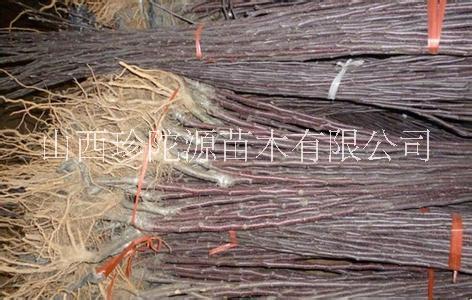 山西哪里有蘋(píng)果苗賣(mài) 山西蘋(píng)果苗批發(fā)價(jià)格 蘋(píng)果苗價(jià)格多少 山西蘋(píng)果苗批發(fā)電話(huà)