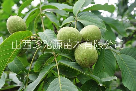 核桃苗多少錢一株山西核桃苗批發(fā) 山西核桃苗價(jià)格 批發(fā)基地