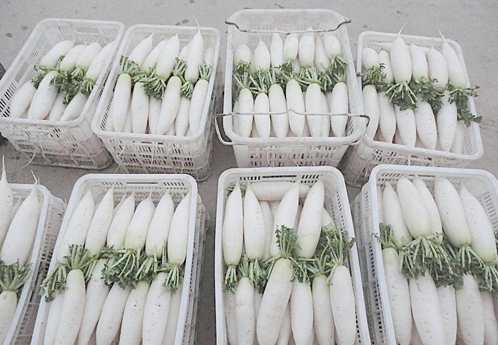 廣東深圳多麥達(dá)供應(yīng)白蘿卜清洗機DMD-801