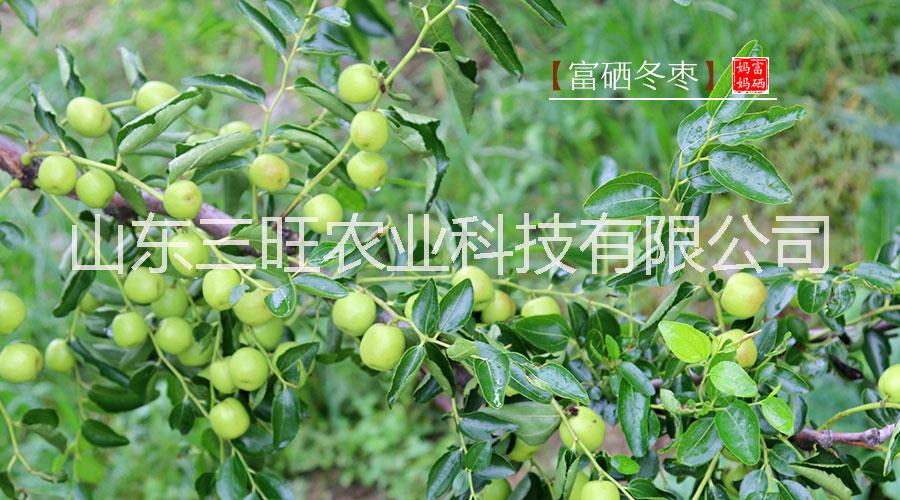 三旺集團富硒冬棗