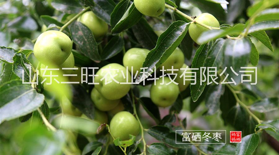 三旺集團富硒冬棗