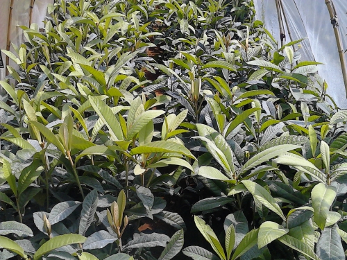 四川枇杷苗種植技術(shù)，四川枇杷苗出售， 四川枇杷苗基地　
