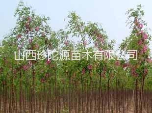香花槐樹苗價格 哪里有香花槐樹  批發(fā)香花槐樹苗